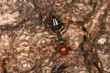 Ant walking on bark Lezat Ariège France