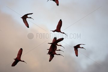 Flight of a group of Scarlet Ibis Venezuela