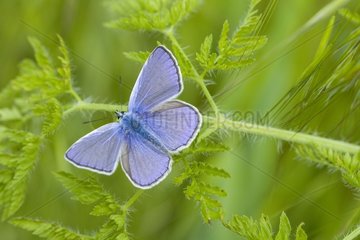 Common blue on a stem Bulgaria