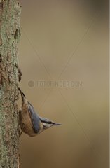 Wood nuthatch on a dead trunk France