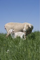 Sheep and her newborn lamb in a field in spring