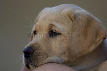 Porträt einer jungen Labradorschlampe Frankreich