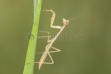 Young Chinese praying mantis on a leaf France