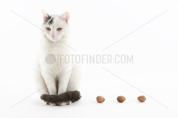 Portrait of a Domestic Cat with three nuts in a house