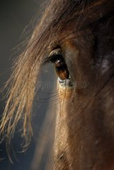 Nahaufnahme des Auges eines Pferdes Frankreich