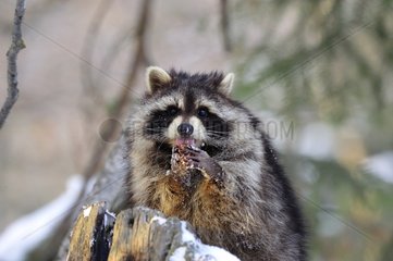 Raccoon in snow Rocky Mountains Montana USA