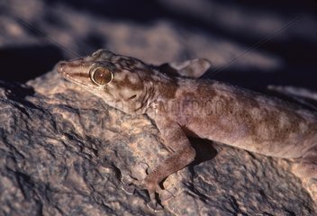 Fan Fingered gecko adult posed on a rock South Tunisia