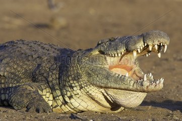 Nile Crocodile with open mouth Masai Mara Reserve Kenya