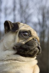Porträt eines Hundes Carlin Frankreich