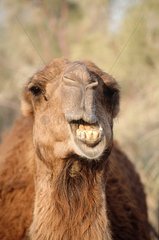 chameau montrant les dents