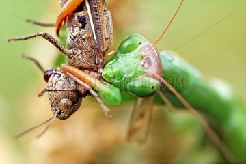Praying Mantis eating a prey Haute-Savoie France