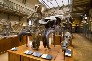 PalÃ¤ontologische Galerie im Natural History Museum