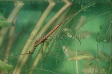 Wässriger Käfer auf Grasbürstenholz behoben