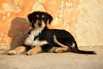Mongrel dog lying near a wall