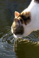 European cat drinking in a basin