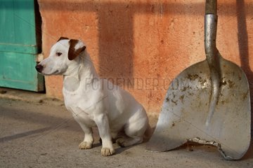 Jack Russel Terrier dog sitting in a courtyard