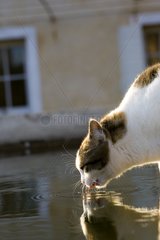 European cat drinking in a basin