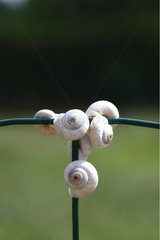 Snails suspended from a wire netting France