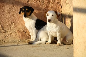 Mongrel and Jack Russell Terrier dogs sitting near a wall
