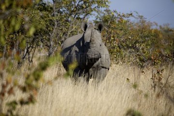 White rhinoceros in savanna South Africa