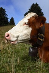Portrait of a Montbeliarde cow ruminating in a meadow France