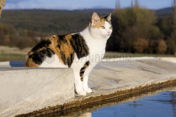 European cat on a wall at the edge of a basin