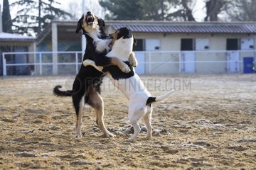 Two Mongrel dogs playing in the ring of a team