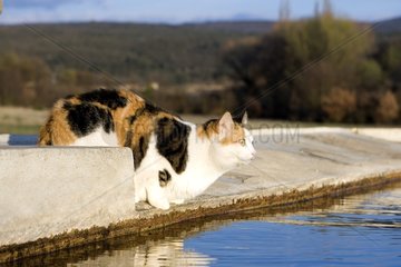 European cat on a wall at the edge of a basin