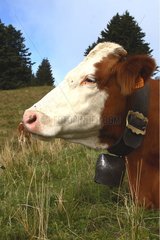 Portrait of a Montbeliarde cow ruminating in a meadow France