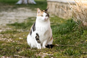 European cat sitted in a garden