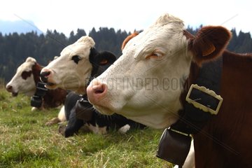 Lied down Montbeliarde cows ruminating in a meadow France