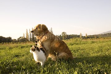 European cat and Dog Golden delicious retriever in a field