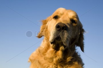 Portrait of a Dog Retriever Golden delicious