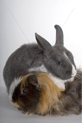 Gray and white dwarf rabbit and Guinea-pig on plain bottom