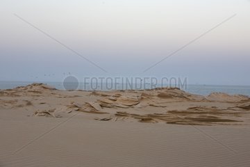 Landscape sandy coastal Sultanate of Oman