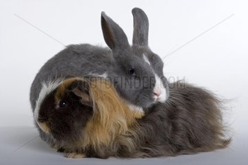 Gray and white dwarf rabbit and Guinea-pig on plain bottom
