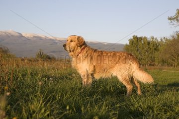 Portrait of a Dog Retriever Golden delicious in a field