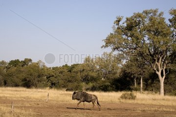 Blue wildebeest in savanna South Africa