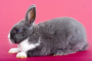 Gray and white dwarf rabbit on plain bottom pink