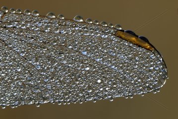 Flügel von scharlachroten Libellenfliege bedeckte Frankreich