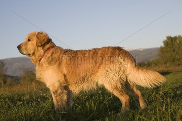 Portrait of a Dog Retriever Golden delicious in a field