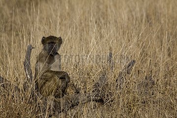 Chacma baboon in savanna South Africa