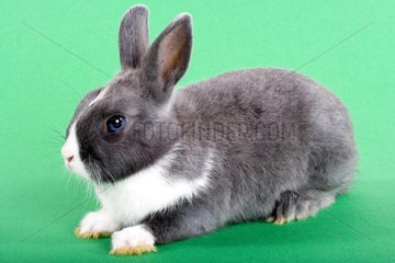 Gray and white dwarf rabbit on green plain bottom