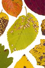 Multicolored autumn leaves on a white background