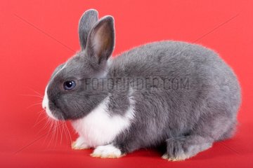 Gray and white dwarf rabbit on plain bottom red