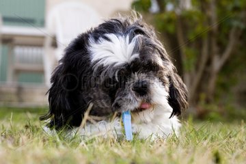 Small dog eating a toy in a garden