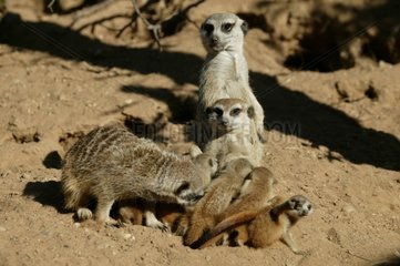 Groupe de suricates Zoo d'Amnéville