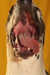 Close up of a German mastiff Bitch yawning France
