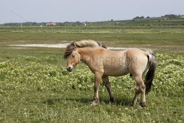 Henson horse in the marshes of the Hâble-d'Ault Somme