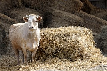 Charolais cow near a pile of straw Seine-Maritime